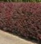 Berberis thunberbergii Purple  Hedge