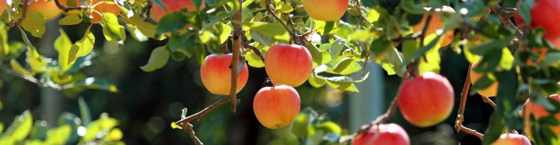 Buy mature fruit trees