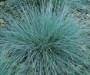 Festuca grass blue