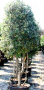 Quercus Ilex multistem