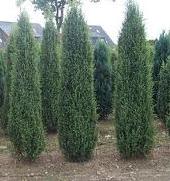Juniperus Hibernica