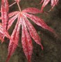 Acer palmatum red