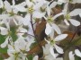 Amelanchier lamarkii shrub
