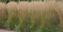 Calamagrostis grass