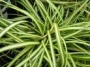 Carex oshimensis grass