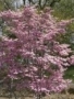 Cornus florida Rubra tree