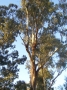 Eucalyptus_gunni_496e41f38ce1e.jpg