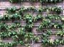 Pear Conference Espalier
