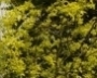 Ptelea trifoliata Aurea