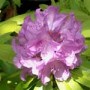Rhododendron Catawb.Boursault