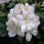 Rhododendron_Gom_4969d6a695733.jpg