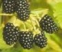 Rubus fruticosa Blackberries