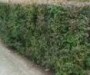 Berberis thunbergii green