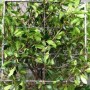 Photinia blockhead evergreen