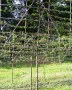 Pyrus chanticlear Pleached
